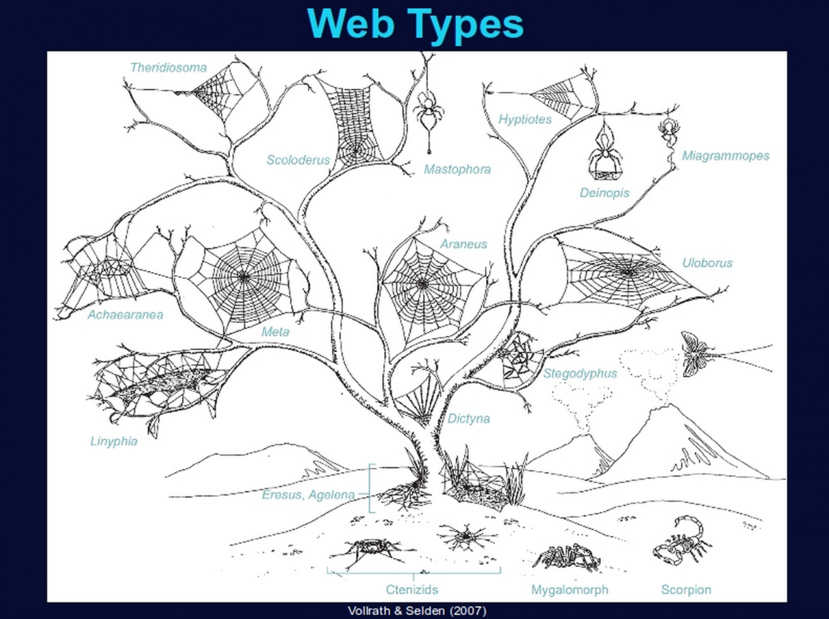 web types — The Cheapest University