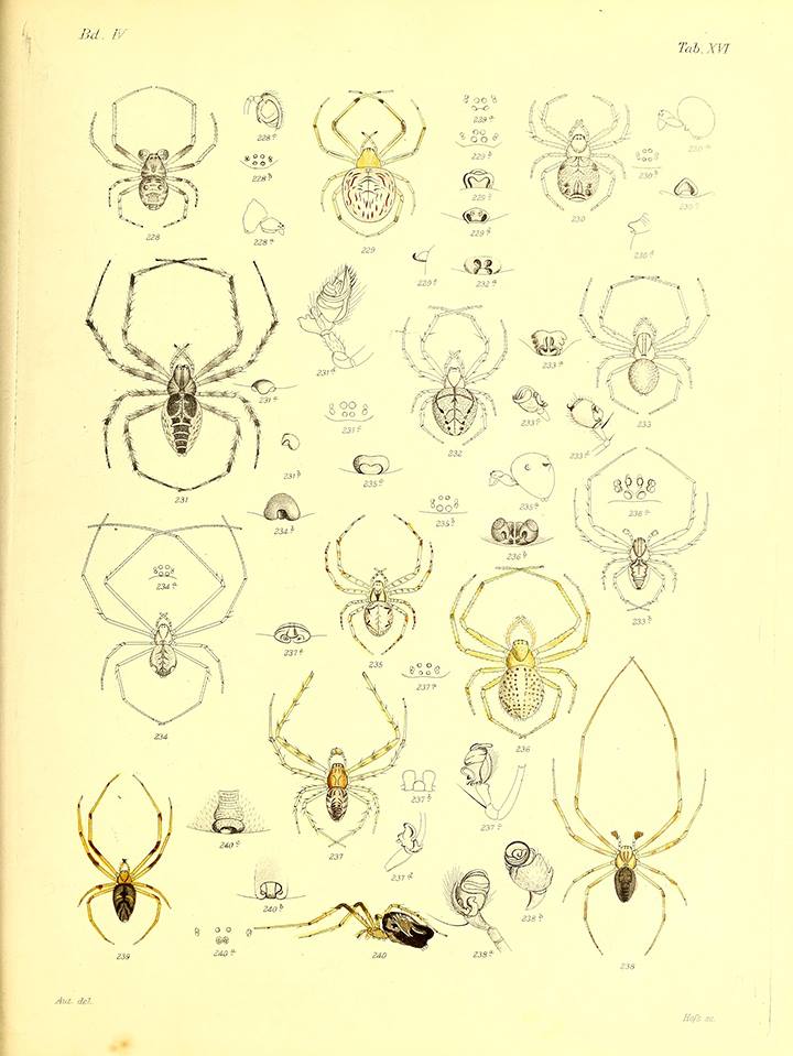 spidy — The Cheapest University